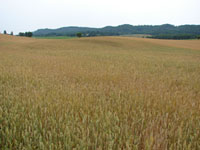 field
              crop